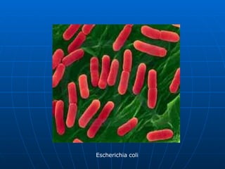 Escherichia coli 
