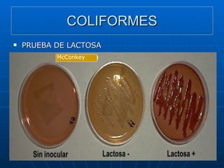 COLIFORMES PRUEBA DE LACTOSA McConkey 