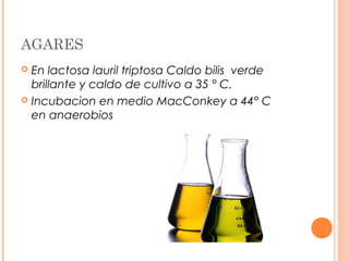 AGARES 
 En lactosa lauril triptosa Caldo bilis verde 
brillante y caldo de cultivo a 35 ° C. 
 Incubacion en medio MacConkey a 44° C 
en anaerobios 
 