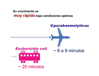 Su crecimiento es
muy rápido bajo condiciones optimas
     á id




                       ~ 8 a 9 minutos


   ~ 20 minutos
 