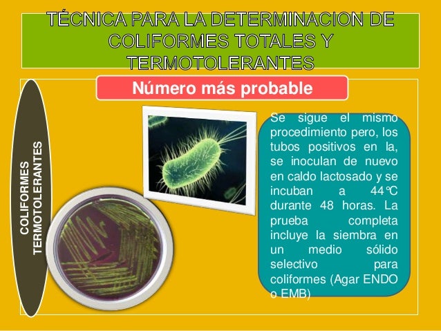 Coliformes totales y termotolerantes como contaminantes de ...