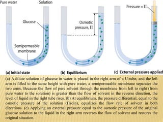 (a) A dilute solution of glucose in water is placed in the right arm of a U-tube, and the left
arm is filled to the same height with pure water; a semipermeable membrane separates the
two arms. Because the flow of pure solvent through the membrane from left to right (from
pure water to the solution) is greater than the flow of solvent in the reverse direction, the
level of liquid in the right tube rises. (b) At equilibrium, the pressure differential, equal to the
osmotic pressure of the solution (Πsoln), equalizes the flow rate of solvent in both
directions. (c) Applying an external pressure equal to the osmotic pressure of the original
glucose solution to the liquid in the right arm reverses the flow of solvent and restores the
original situation.
 