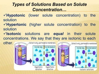 Types of Solutions Based on Solute
Concentration…
Hypotonic (lower solute concentration) to the
solution
Hypertonic (higher solute concentration) to the
solution
Isotonic solutions are equal in their solute
concentrations. We say that they are isotonic to each
other.
 