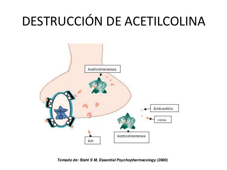Resultado de imagen para destruccion de acetilcolina