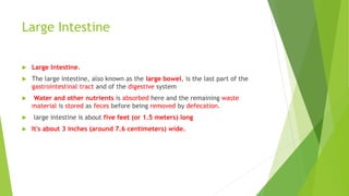 Large Intestine
 Large Intestine.
 The large intestine, also known as the large bowel, is the last part of the
gastrointestinal tract and of the digestive system
 Water and other nutrients is absorbed here and the remaining waste
material is stored as feces before being removed by defecation.
 large intestine is about five feet (or 1.5 meters) long
 It's about 3 inches (around 7.6 centimeters) wide.
 