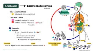 d
I
d
d
d
I
B
C A
Ingesta de
quiste maduro
d
Trofozoitos ✚ Quistes
EN HECES
I
d
💧, 🖐🏻💩, 🥗
Entamoeba histolytica
protozoo
Amebiasis
✚ frec. → Ingestión de quistes
➖Frec →
Prácticas sexuales (Oral/Anal)
✚ Rara → Inoculación renal
* dispositivos de irrigación del colon
💧, 🖐🏻💩, 🥗
C
B
A
Enf. Extra intestinal → Abscesos
Enf. INTRA intestinal → COLITIS
Colonización NO invasiva (✚frec)
🫁🧠Higado
90% →ASINTOMÁTICOS
10% → SX: Clínicos
Infectante
🆓 ID -→ Migra IG → → → → Enquistamiento → → Elimina en heces 💩
Trofozoitos Quistes
Diagnostico
Al Huésped
🆓 ID
d
Trofozoitos
d
d
d
Quistes
5
d
Ex-quistación Trofozoitos
Migra IG
d
Multiplicación
no enquistarse en pacientes con disentería activa
Longo, D., & Fauci, A. S. (2013). Harrison’s Gastroenterology and Hepatology (2a ed.). McGraw-Hill Medical.
CDC - DPDx - Amebiasis [Internet]. 2024 [cited 2024 Sep 17]. Available from: https://www.cdc.gov/dpdx/amebiasis/index.htm
Pericarditis
 
