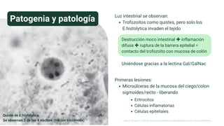 Luz intestinal se observan:
Trofozoitos como quistes, pero solo los
E.histolytica invaden el tejido
Patogenia y patología
Quiste de E.histolytica.
Se observan 3 de los 4 núcleos (tinción tricrómica)
Destrucción moco intestinal ✚ inflamación
difusa ✚ ruptura de la barrera epitelial =
contacto del trofozoito con mucosa de colón
Uniéndose gracias a la lectina Gal/GalNac
Primeras lesiones:
Microúlceras de la mucosa del ciego/colon
sigmoides/recto - liberando
Eritrocitos
Células inflamatorias
Células epiteliales
Longo, D., & Fauci, A. S. (2013). Harrison’s Gastroenterology and Hepatology (2a ed.). McGraw-Hill Medical.
 