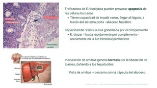 Hematoxilina
y eosina
Trofozoitos de E.histolytica pueden provocar apoptosis de
las células humanas
Tienen capacidad de invadir venas, llegar al hígado, a
través del sistema porta - absceso hepático
Capacidad de resistir a lisis gobernada por el complemento
E. dispar - lisada rapidamente por complemento -
unicamente en la luz intestinal permanece
Inoculación de amibas genera necrosis por la liberación de
toxinas, dañando a los hepatocitos
Vista de amibas = cercanía con la cápsula del absceso
Longo, D., & Fauci, A. S. (2013). Harrison’s Gastroenterology and Hepatology (2a ed.). McGraw-Hill Medical.
 
