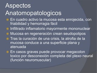 Aspectos AnatomopatologicosEn cuadro activo la mucosa esta enrojecida, con friabilidad y hemorragia fácil Infiltrado inflamatorio mayormente mononuclearMucosa en regeneración crean seudopoliposTras la curación de una crisis, la atrofia de la mucosa conduce a una superficie plana y atenuadaEn casos graves puede provocar megacolon toxico por desconexión completa del plexo neural (función neuromuscular)
