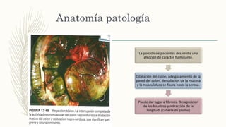 La porción de pacientes desarrolla una
afección de carácter fulminante.
Dilatación del colon, adelgazamiento de la
pared del colon, denudación de la mucosa
y la musculatura se fisura hasta la serosa.
Puede dar lugar a fibrosis. Desaparicion
de los haustros y retracción de la
longitud. (cañería de plomo)
Anatomía patología
 