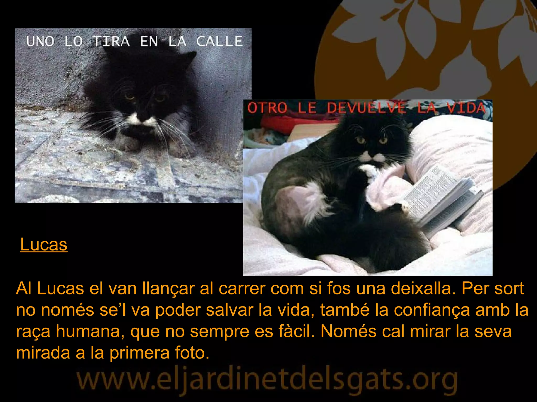 Al Lucas el van llançar al carrer com si fos una deixalla. Per sort no només se’l va poder salvar la vida, també la confiança amb la raça humana, que no sempre es fàcil. Només cal mirar la seva mirada a la primera foto. Lucas 