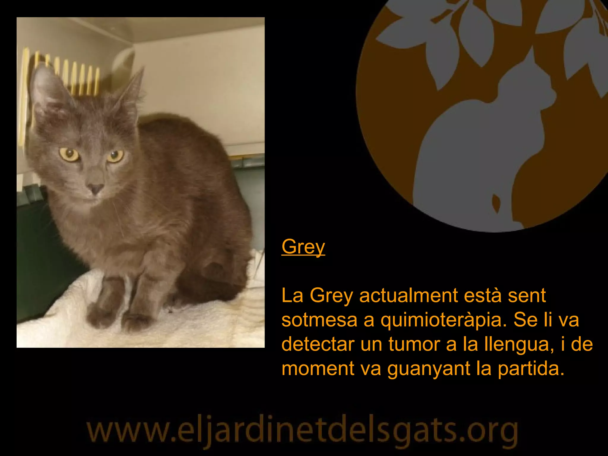 Grey La Grey actualment està sent sotmesa a quimioteràpia. Se li va detectar un tumor a la llengua, i de moment va guanyant la partida. 
