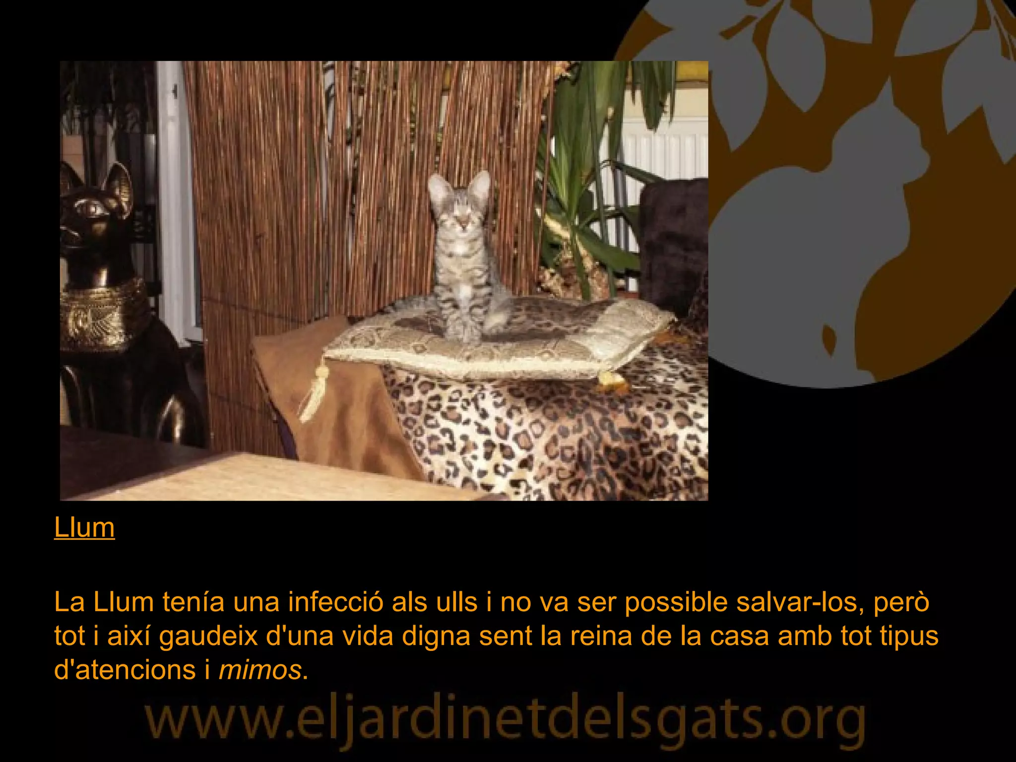 Llum La Llum tenía una infecció als ulls i no va ser possible salvar-los, però tot i així gaudeix d'una vida digna sent la reina de la casa amb tot tipus d'atencions i  mimos . 