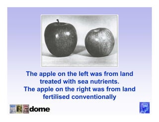 The apple on the left was from land
     treated with sea nutrients.
The apple on the right was from land
      fertilised conventionally
 