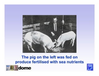 The pig on the left was fed on
produce fertilised with sea nutrients
 