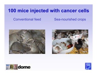 100 mice injected with cancer cells
  Conventional feed   Sea-nourished crops
 