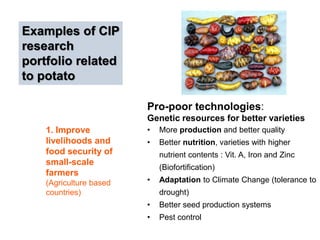 Pro-poor technologies: 
Genetic resources for better varieties 
• More production and better quality 
• Better nutrition, varieties with higher 
nutrient contents : Vit. A, Iron and Zinc 
(Biofortification) 
• Adaptation to Climate Change (tolerance to 
drought) 
• Better seed production systems 
• Pest control 
Examples of CIP 
research 
portfolio related 
to potato 
1. Improve 
livelihoods and 
food security of 
small-scale 
farmers 
(Agriculture based 
countries) 
 