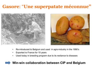 Gasore: “Une superpatate méconnue” 
• Re-introduced to Belgium and used in agro-industry in the 1990’s 
• Exported to France for 15 years 
• Used today in breeding program due to its resitance to diseases 
Win-win collaboration between CIP and Belgium 
 