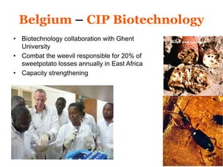 Belgium – CIP Biotechnology 
• Biotechnology collaboration with Ghent 
University 
• Combat the weevil responsible for 20% of 
sweetpotato losses annually in East Africa 
• Capacity strengthening 
 