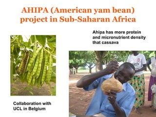 AHIPA (American yam bean) 
project in Sub-Saharan Africa 
Ahipa has more protein 
and micronutrient density 
that cassava 
Collaboration with 
UCL in Belgium 
 