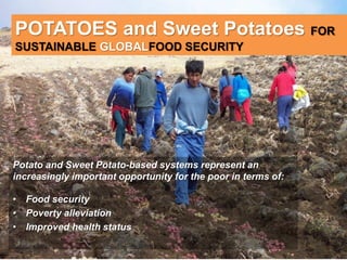 POTATOES and Sweet Potatoes FOR 
SUSTAINABLE GLOBALFOOD SECURITY 
Potato and Sweet Potato-based systems represent an 
increasingly important opportunity for the poor in terms of: 
• Food security 
• Poverty alleviation 
• Improved health status 
 