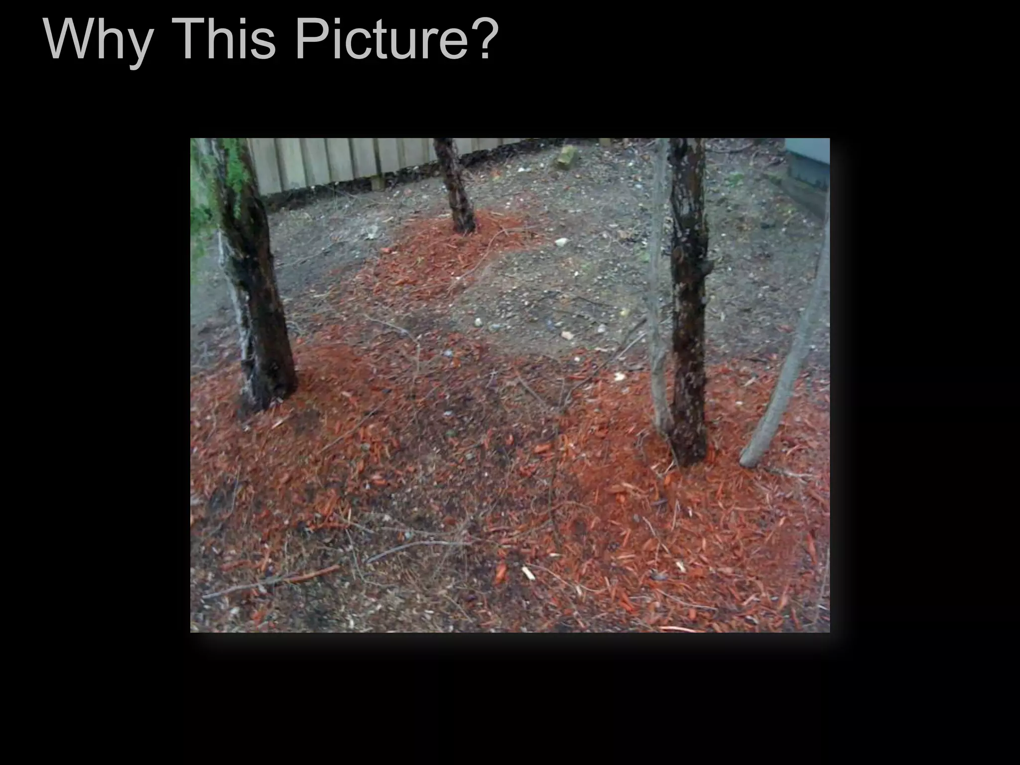 Reviews and inspections