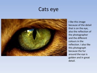 Cats eye
I like this image
because of the detail
that is on the eye,
also the reflection of
the photographer
and the different
colours in the
reflection. I also like
this photograph
because the fur
around the eye is
golden and in great
detail.