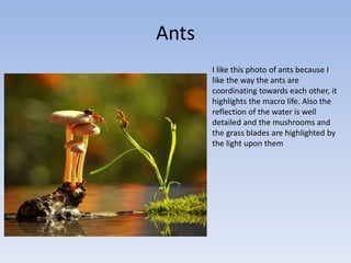 Ants
I like this photo of ants because I
like the way the ants are
coordinating towards each other, it
highlights the macro life. Also the
reflection of the water is well
detailed and the mushrooms and
the grass blades are highlighted by
the light upon them