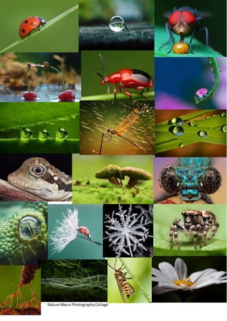 Nature Macro Photography Collage 
