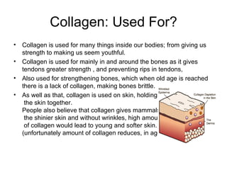 Collagen: Used For? Collagen is used for many things inside our bodies; from giving us strength to making us seem youthful. Collagen is used for mainly in and around the bones as it gives tendons greater strength , and preventing rips in tendons, Also used for strengthening bones, which when old age is reached there is a lack of collagen, making bones brittle. As well as that, collagen is used on skin, holding  the skin together. People also believe that collagen gives mammals  the shinier skin and without wrinkles, high amount  of collagen would lead to young and softer skin.  (unfortunately amount of collagen reduces, in ageing)  