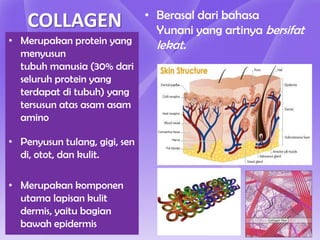 • Berasal dari bahasa
    COLLAGEN                     Yunani yang artinya bersifat
• Merupakan protein yang         lekat.
  menyusun
  tubuh manusia (30% dari
  seluruh protein yang
  terdapat di tubuh) yang
  tersusun atas asam asam
  amino

• Penyusun tulang, gigi, sen
  di, otot, dan kulit.

• Merupakan komponen
  utama lapisan kulit
  dermis, yaitu bagian
  bawah epidermis
 
