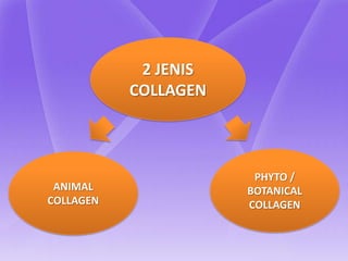 2 JENIS
           COLLAGEN



                       PHYTO /
 ANIMAL               BOTANICAL
COLLAGEN              COLLAGEN
 