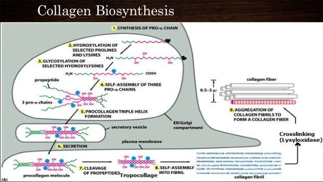 collagen catabolism collagen catabolism