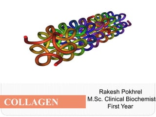 Rakesh Pokhrel
M.Sc. Clinical Biochemistr
First Year
COLLAGEN
 