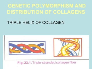 COLLAGEN.ppt