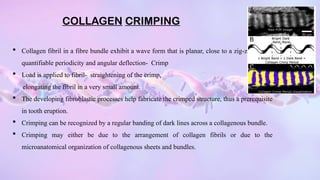 COLLAGEN.pptx Collagen – Definition, Structure, Types, Functions | PPTX