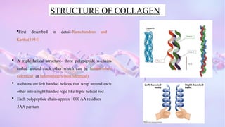 COLLAGEN.pptx Collagen – Definition, Structure, Types, Functions | PPTX