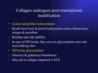 Collagen undergoes post-translational modification Lysine and proline hydroxylation  Result from lysyl & prolyl hydroxylase action, ferrous iron, oxygen & ascorbate Residues provide stability In case of OH-lysine, they serve as glycosylation sites and cross-linking sites OH-lysine glycosylation Glucosyl & galactosyl transferases May aid in collagen shipment to ECS 