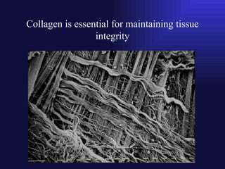 Collagen is essential for maintaining tissue integrity 