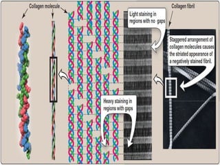 Collagen | PPT