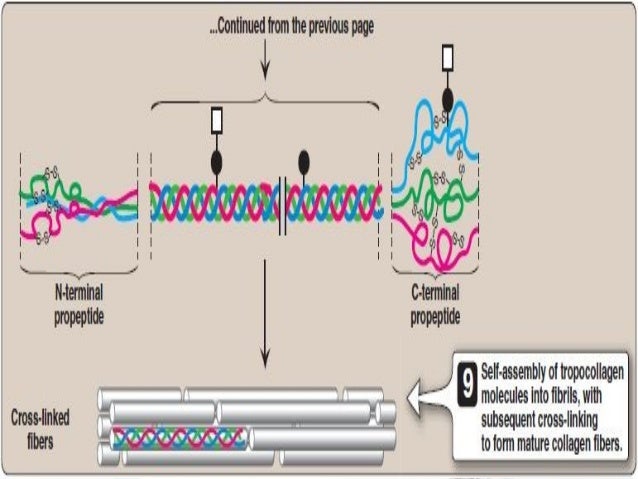 collagen catabolism collagen catabolism