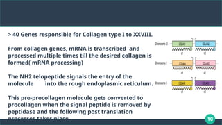 10
> 40 Genes responsible for Collagen type I to XXVIII.
From collagen genes, mRNA is transcribed and
processed multiple times till the desired collagen is
formed( mRNA processing)
The NH2 telopeptide signals the entry of the
molecule into the rough endoplasmic reticulum.
This pre-procollagen molecule gets converted to
procollagen when the signal peptide is removed by
peptidase and the following post translation
processes takes place.
 