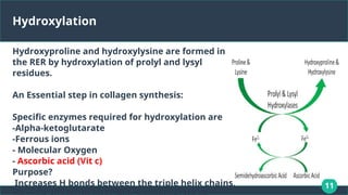 11
Hydroxylation
Hydroxyproline and hydroxylysine are formed in
the RER by hydroxylation of prolyl and lysyl
residues.
An Essential step in collagen synthesis:
Specific enzymes required for hydroxylation are
-Alpha-ketoglutarate
-Ferrous ions
- Molecular Oxygen
- Ascorbic acid (Vit c)
Purpose?
Increases H bonds between the triple helix chains,
 