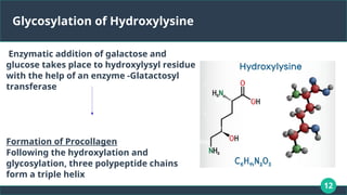 12
Glycosylation of Hydroxylysine
Enzymatic addition of galactose and
glucose takes place to hydroxylysyl residue
with the help of an enzyme -Glatactosyl
transferase
Formation of Procollagen
Following the hydroxylation and
glycosylation, three polypeptide chains
form a triple helix
 