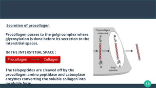 13
Secretion of procollagen
Procollagen passes to the golgi complex where
glycosylation is done before its secretion to the
interstitial spaces.
IN THE INTERSTITIAL SPACE :
Procollagen collagen
→
The telopeptides are cleaved off by the
procollagen amino peptidase and caboxylase
enzymes converting the soluble collagen into
insoluble form.
Procollagen Collagen
 