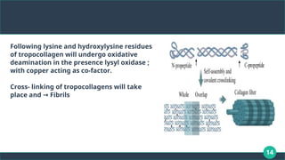 14
Following lysine and hydroxylysine residues
of tropocollagen will undergo oxidative
deamination in the presence lysyl oxidase ;
with copper acting as co-factor.
Cross- linking of tropocollagens will take
place and Fibrils
→
 