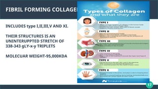 17
FIBRIL FORMING COLLAGENS
INCLUDES type I,II,III,V AND XI.
THEIR STRUCTURES IS AN
UNINTERUPPTED STRETCH OF
338-343 gLY-x-y TRIPLETS
MOLECUAR WEIGHT-95,000KDA
 