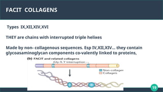 19
FACIT COLLAGENS
Types IX,XII,XIV,XVI
THEY are chains with interrupted triple helixes
Made by non- collagenous sequences. Esp IV,XII,XIV… they contain
glycoasaminoglycan components co-valently linked to proteins,
 