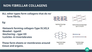 20
NON FIBRILLAR COLLAGENS
ALL other types form collagens that do not
form fibrils.
Eg:
•Network forming collagen-Type IV,VII,X
•Beaded - typeVI
•Anchoring – type VII
•cuticles -in invertebrates
These form sheets or membranes around
tissue and organs.
 