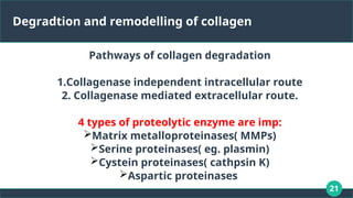 21
Degradtion and remodelling of collagen
Pathways of collagen degradation
1.Collagenase independent intracellular route
2. Collagenase mediated extracellular route.
4 types of proteolytic enzyme are imp:
Matrix metalloproteinases( MMPs)
Serine proteinases( eg. plasmin)
Cystein proteinases( cathpsin K)
Aspartic proteinases
 